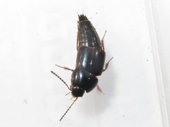 Tachinus rufipes