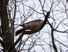 Turdus pilaris