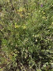 Lomatium caruifolium denticulatum
