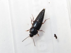 Tachinus rufipes