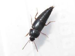 Tachinus rufipes