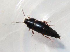 Tachinus rufipes