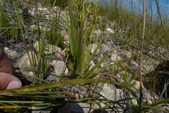 Eulophia tristis