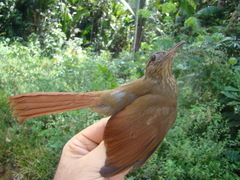Deconychura longicauda