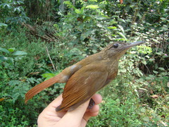 Deconychura longicauda