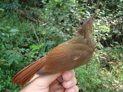 Deconychura longicauda