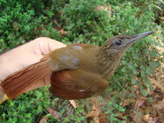 Deconychura longicauda