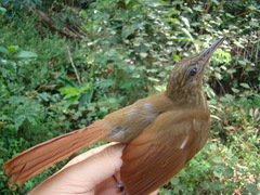 Deconychura longicauda