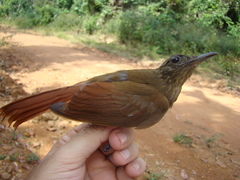 Deconychura longicauda