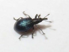 Perapion violaceum