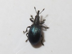 Perapion violaceum