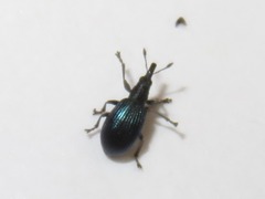 Perapion violaceum