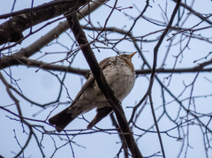 Turdus pilaris