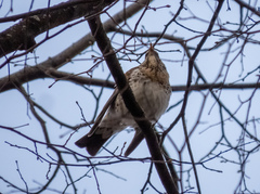 Turdus pilaris
