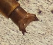 Phanogomphus cavillaris