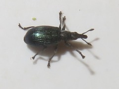 Perapion violaceum