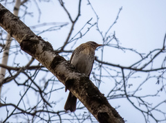 Turdus pilaris