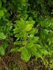 Quercus ithaburensis