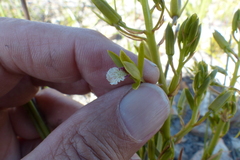 Eulophia tristis