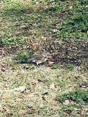 Turdus pilaris