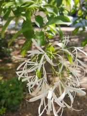 Chionanthus