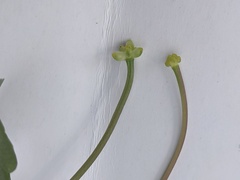 Ficaria verna bulbilifera