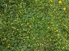 Ficaria verna bulbilifera