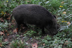Sus scrofa