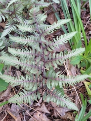 Athyrium niponicum