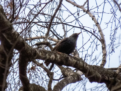 Sturnus vulgaris