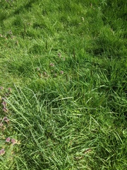 Alopecurus pratensis