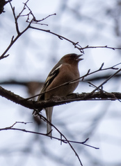 Fringilla coelebs