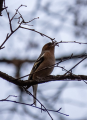 Fringilla coelebs