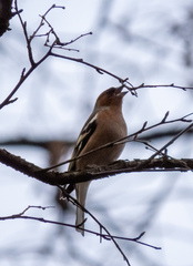 Fringilla coelebs