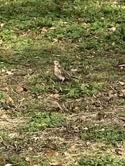 Turdus pilaris