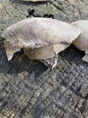 Anodonta anatina