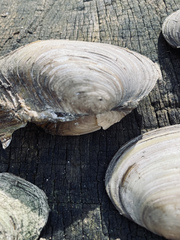 Anodonta anatina