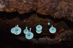 Mycena cyanocephala