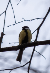 Parus major