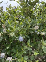 Ceanothus thyrsiflorus griseus