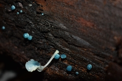Mycena cyanocephala