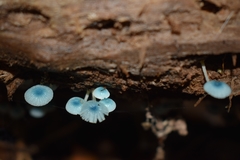 Mycena cyanocephala