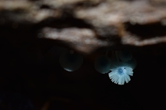 Mycena cyanocephala