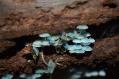 Mycena cyanocephala