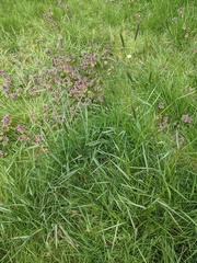 Alopecurus pratensis