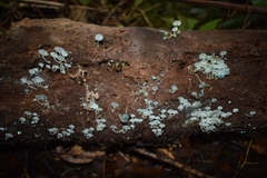 Mycena cyanocephala