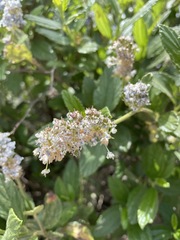 Ceanothus thyrsiflorus griseus