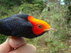 Ceratopipra rubrocapilla