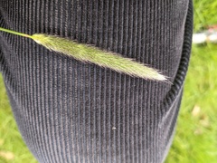 Alopecurus pratensis