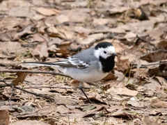 Motacilla alba
